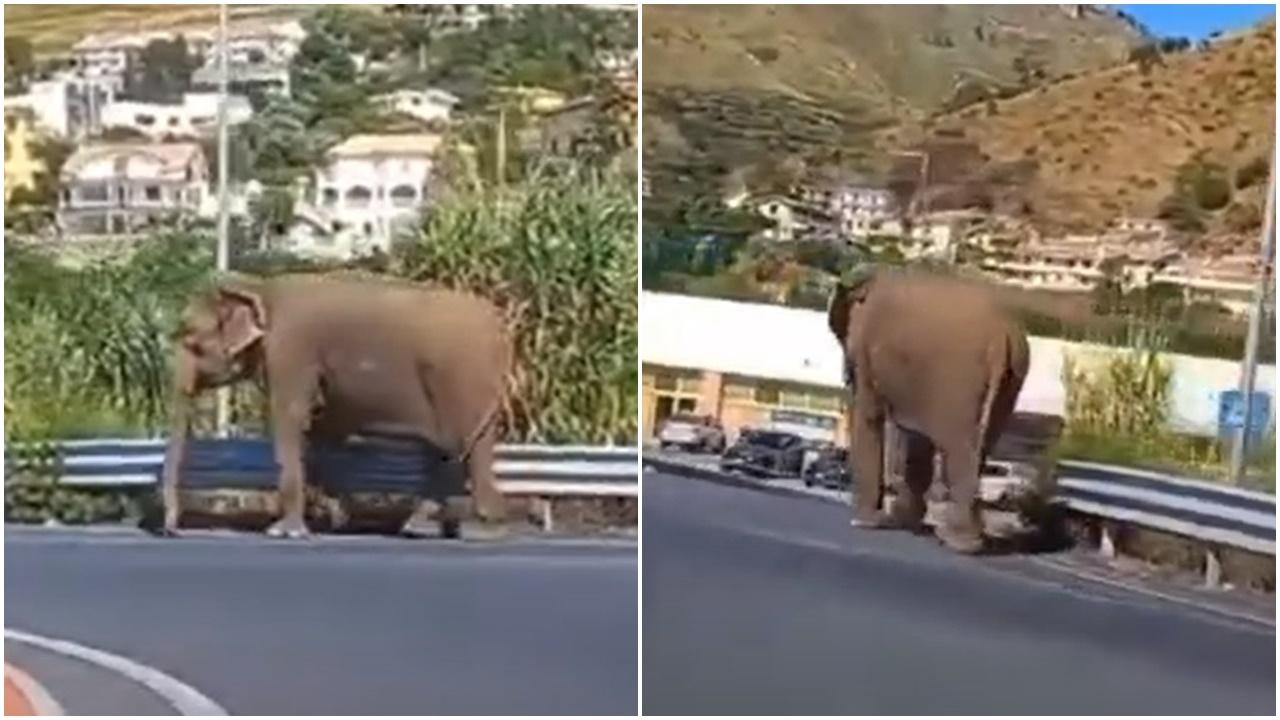 馬戲團大象逃脫投奔超市，拍片者：他要去散步。(YouTube)