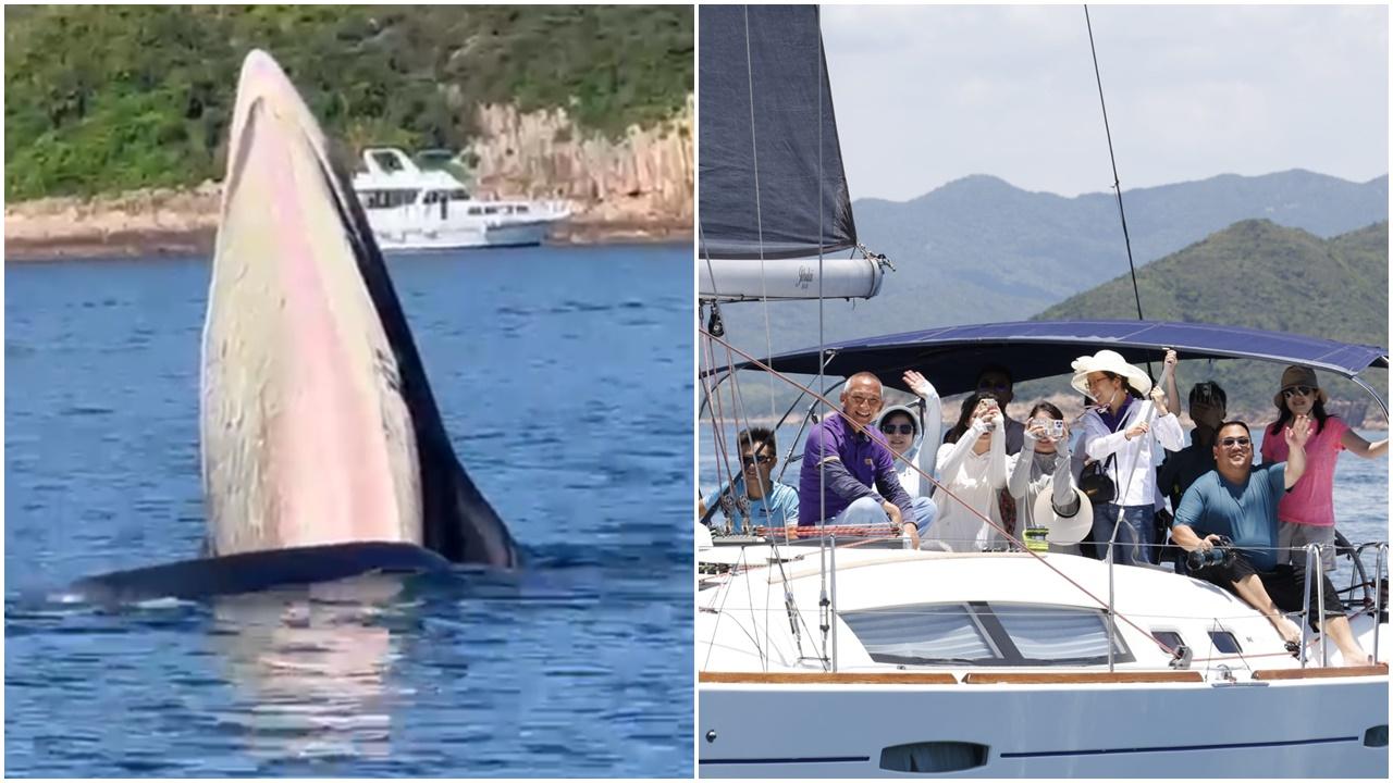 布氏鯨現身西貢海域