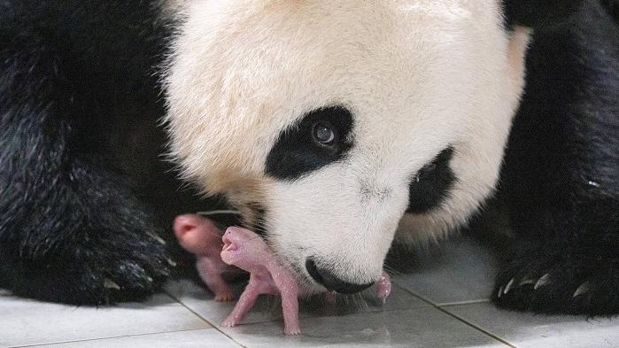 南韓愛寶樂園的熊貓誕下雙胞胎。(路透社)