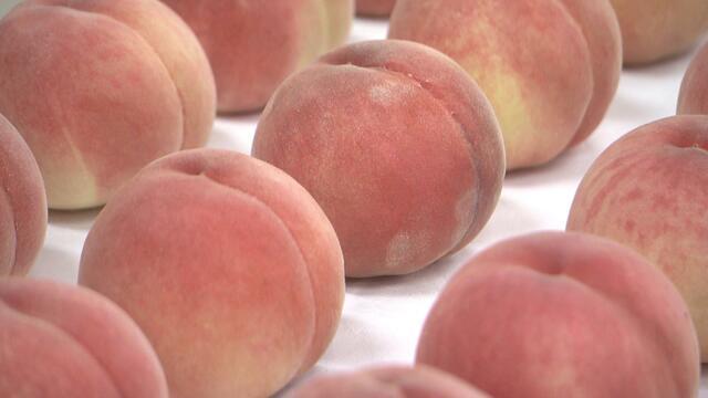 福島農民每年會向皇室進貢新鮮的桃。