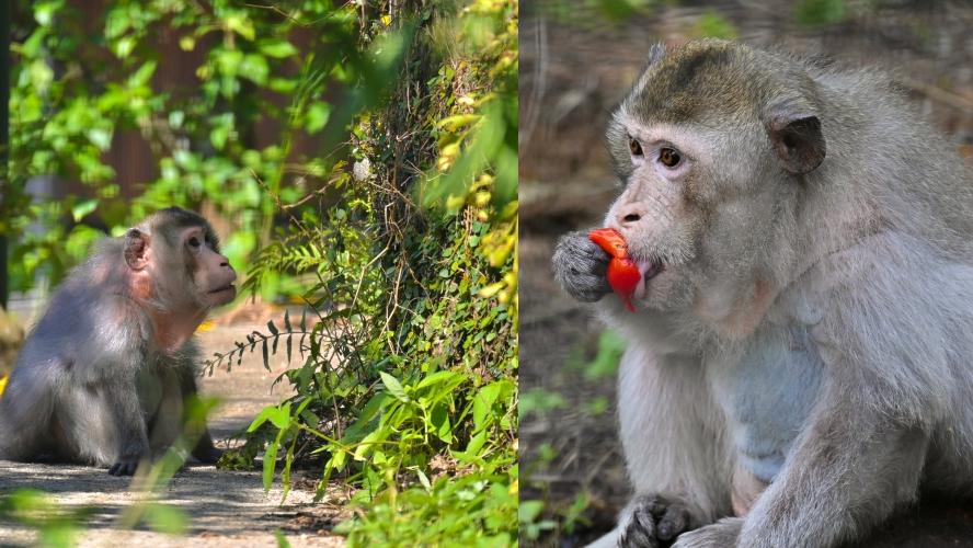嘉道理農場獼猴「肥仔」高齡離世 享年34歲
