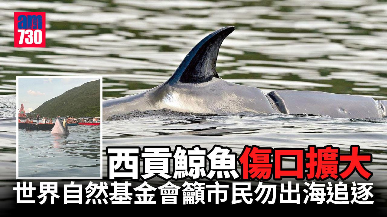 西貢鯨魚｜世界自然基金會：受傷鯨魚傷口擴大　籲市民勿出海追逐