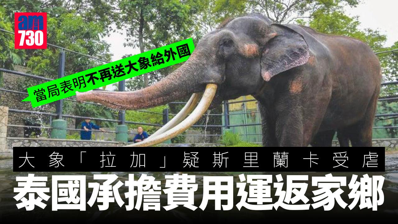 疑受虐大象「拉加」由斯里蘭卡返抵泰國