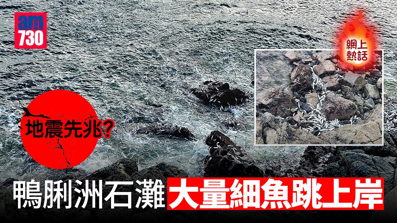 網上熱話｜地震先兆？鴨利洲石灘大量細魚跳上岸(有片)