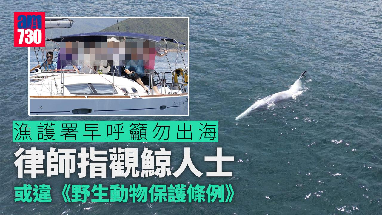 西貢鯨魚｜漁護署早呼籲勿出海　律師指觀鯨人士或違《野生動物保護條例》