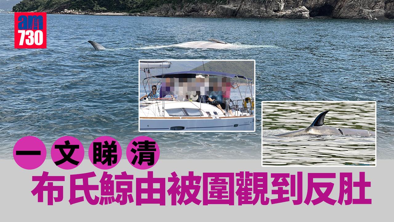 西貢鯨魚整合｜布氏鯨由被圍觀到反肚　誰的過？