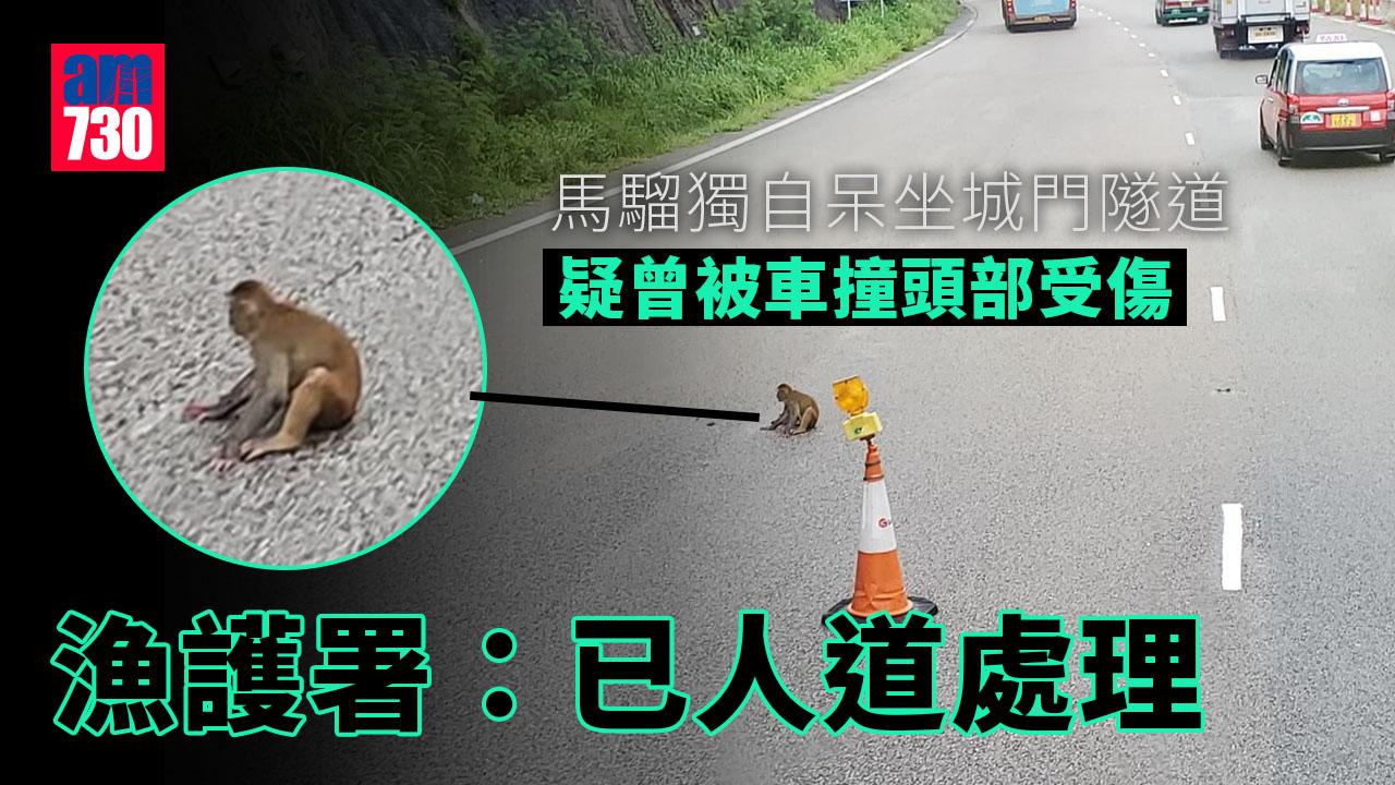 頭傷馬騮獨自呆坐城門隧道外疑曾被車撞 漁護署：已人道處理