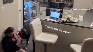 狗救人｜24歲女患心臟病暈低 忠犬察覺有異立即送藥 更開雪櫃拿水(有片)