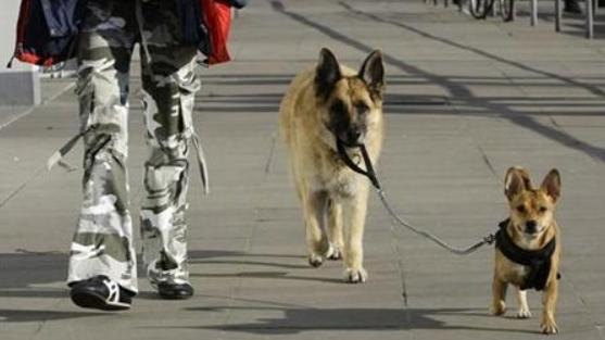 法國城市貝濟耶將嚴厲打擊不幫狗狗清理糞便的缺德行為。(資料圖片)