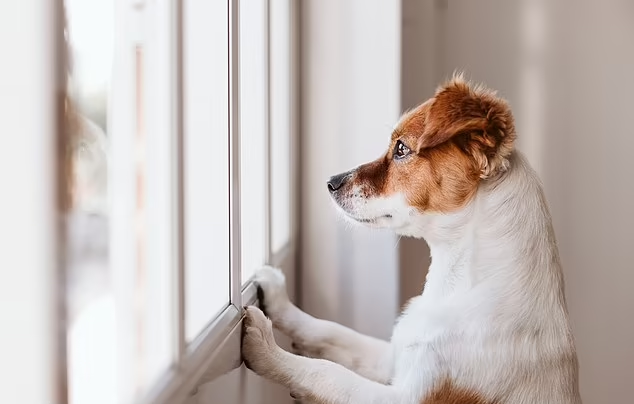 邊種狗最易有分離無慮症？專家公布10種狗狗排名