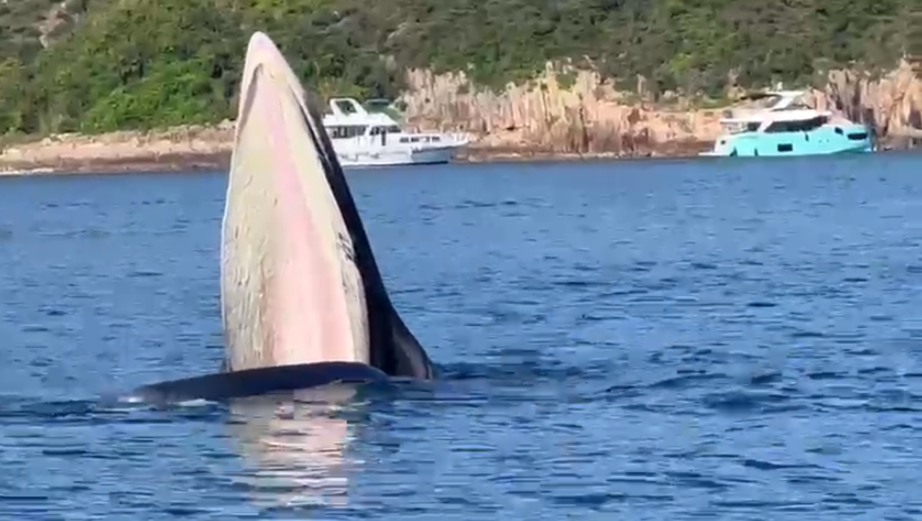 西貢鯨魚｜鯨魚今日未現身 船家近日較多市民租船觀鯨 有市民反對