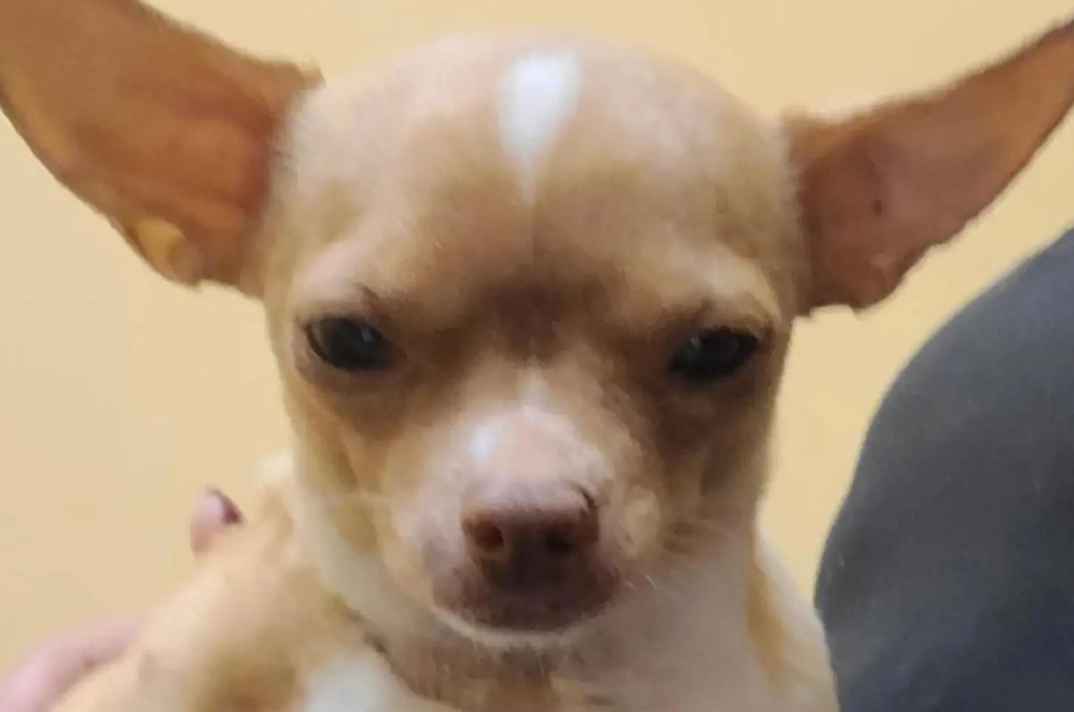 案中死去的芝娃娃Sugar。(互聯網)