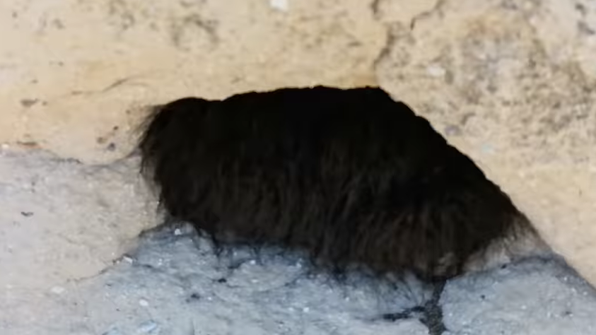 網上熱話｜慎入！路邊見毛茸茸黑狗躲於洞內 男子輕輕一摸 看得人魂飛魄散