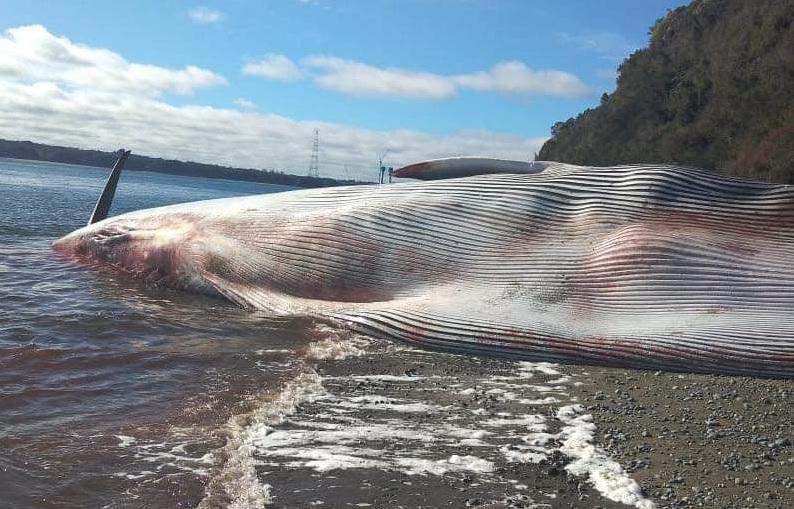智利南部海灘發現巨型藍鯨屍體。(互聯網)
