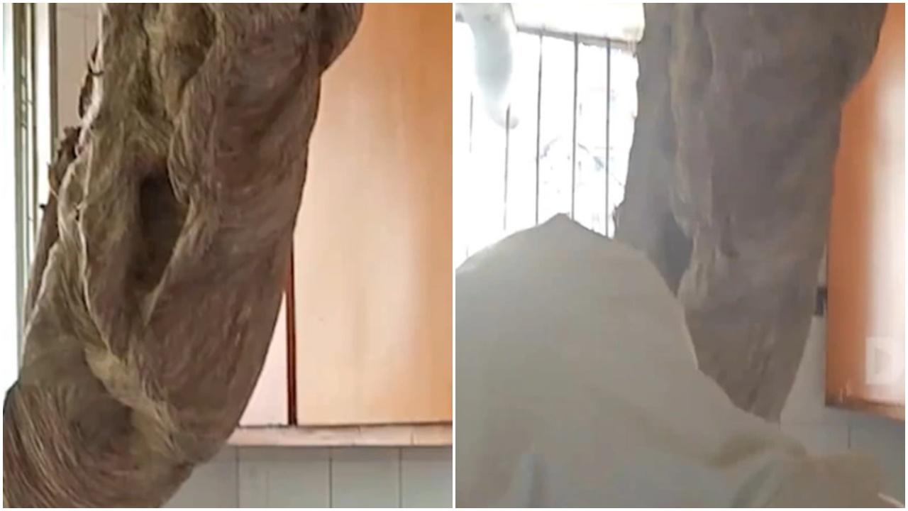 家裡長出1.5米長「樹幹」，一接近飛出百隻黃蜂。(微博)