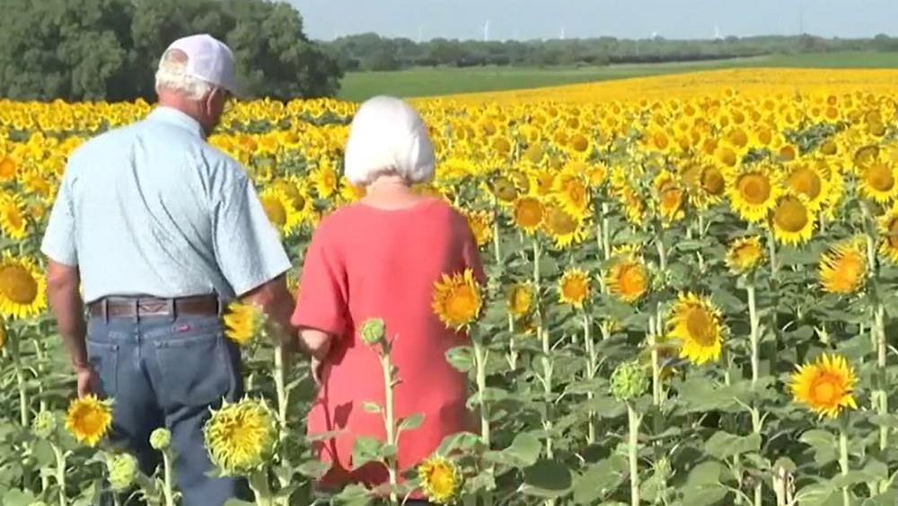 七旬翁嫌99朵玫瑰普通，種120萬朵向日葵送妻慶金婚。(X)