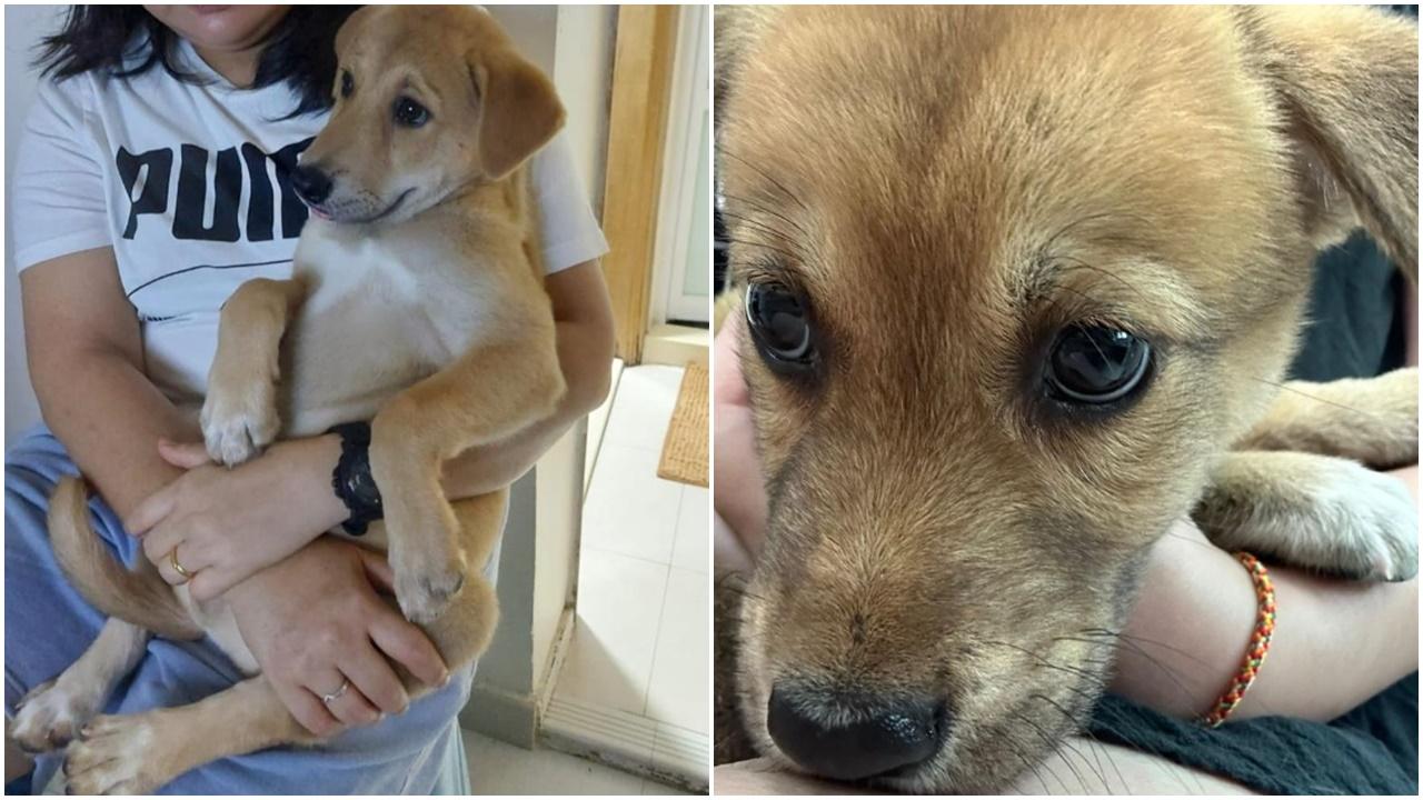 女子領養唐狗，家人嫌嘈棄貨櫃碼頭，據指僱主得悉惡行即解僱。(香港動物報)