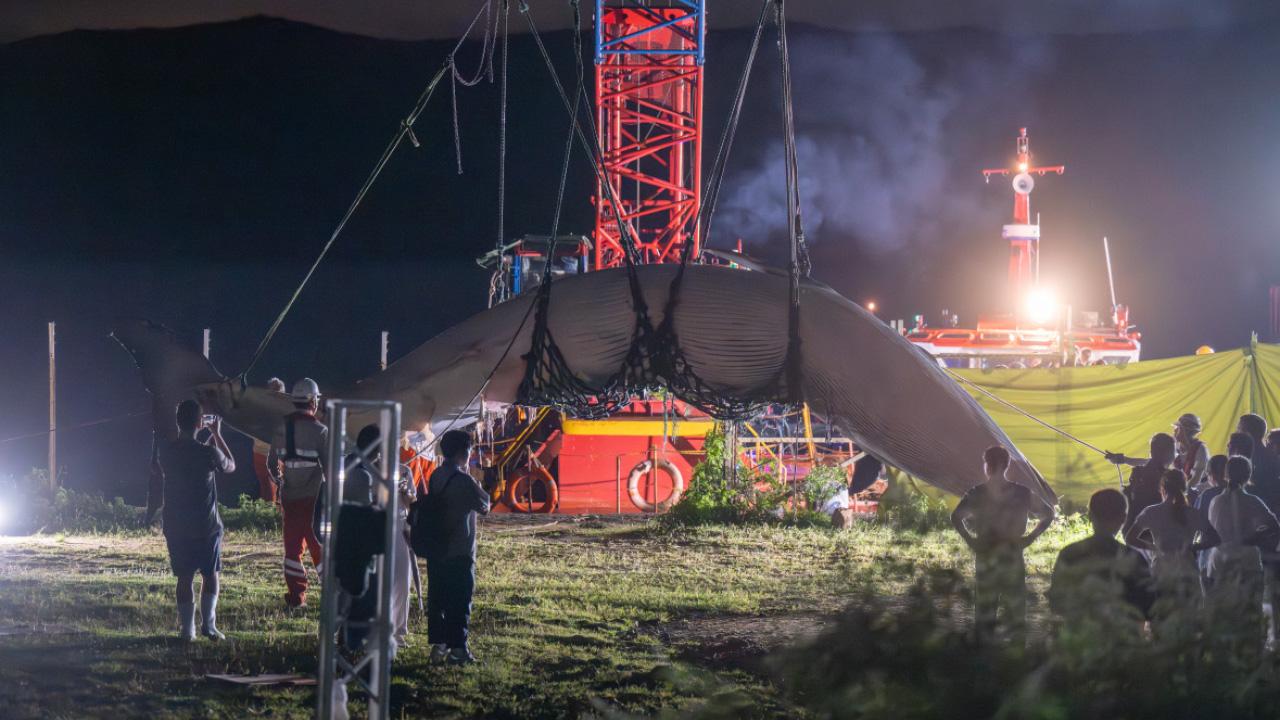 鯨魚血的教訓 官員要敢於承擔