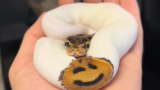 網上熱話｜蛇出沒注意 球蠎身驚喜「眨眼Emoji」可愛萌爆