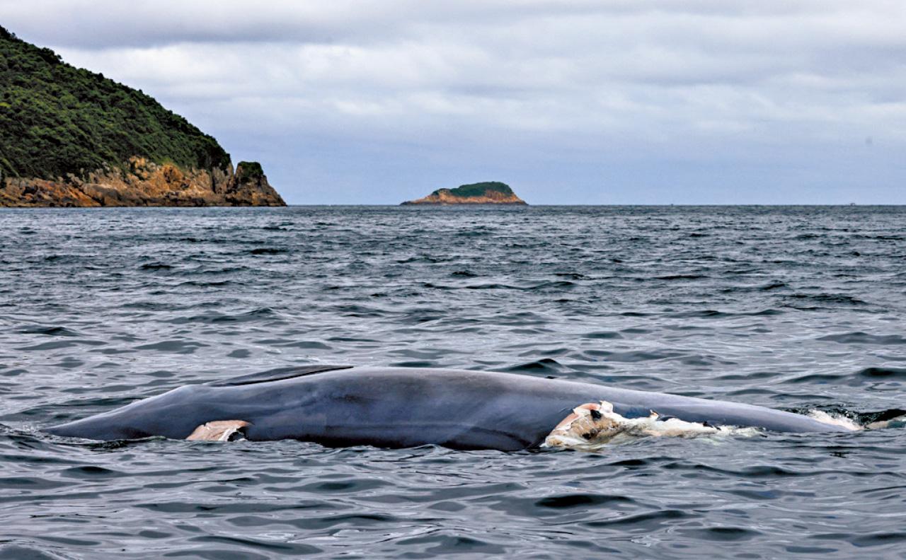 漁護署的兩塊板