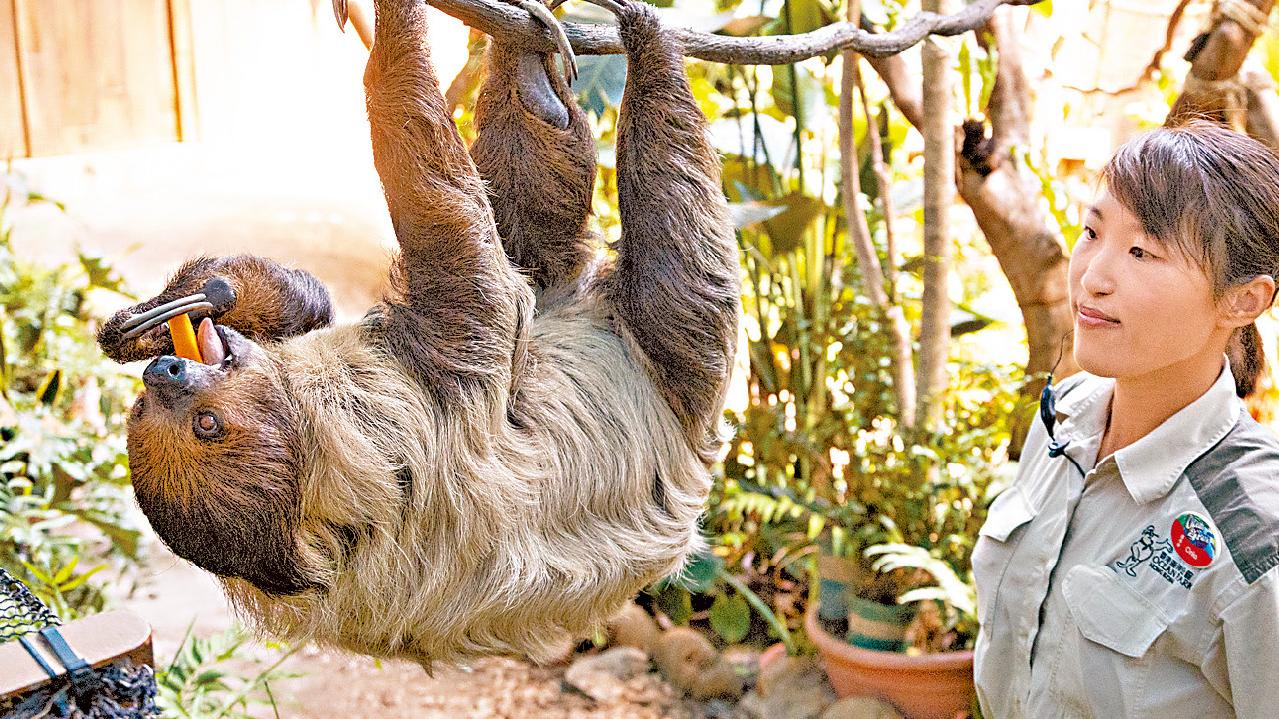 海洋公園「樹懶與好友」館開幕 加入AI生成動物畫作 盼推廣保育訊息