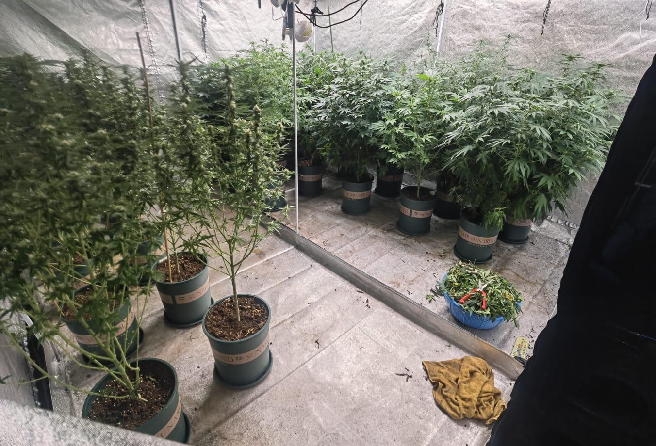 警大埔鐵皮屋搗大麻種植場　拘兩男檢市值142萬大麻植物