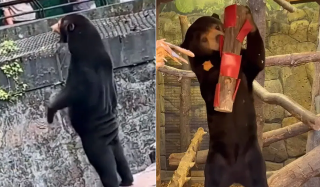 網上熱話｜英動物園發「熊站立」片抽水︰肯定我哋隻熊真係熊！專家解背脊皺皮之謎