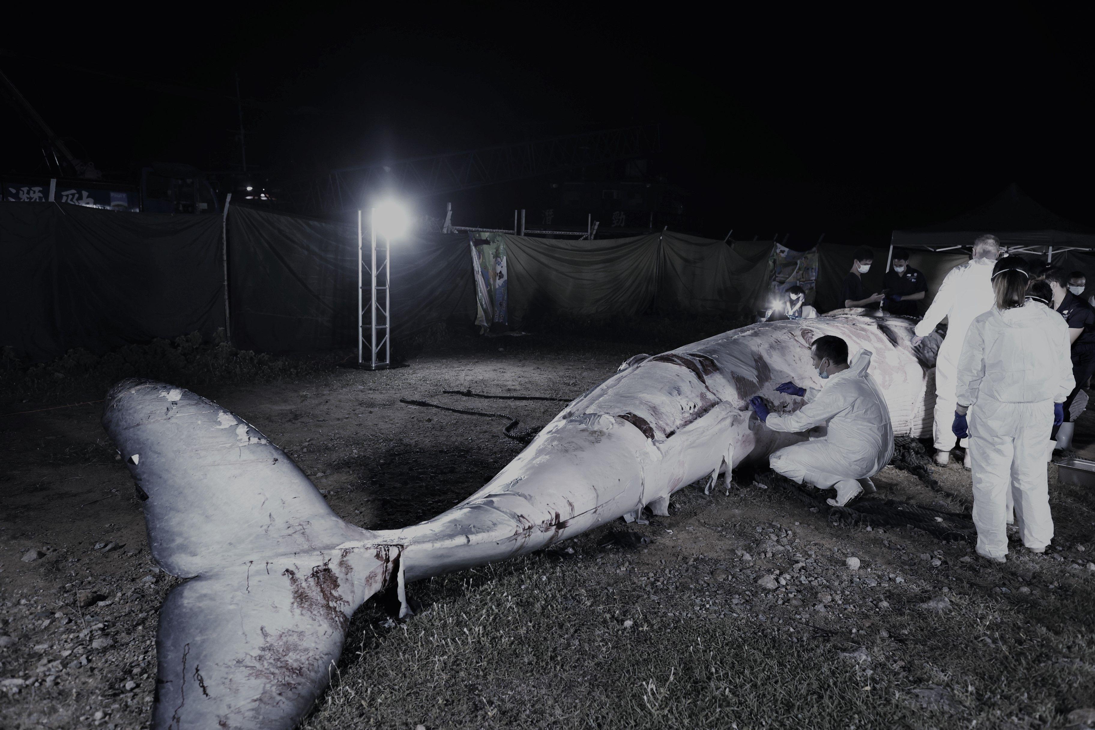 鯨魚被移至萬宜水庫西壩進行解剖。(海洋公園提供)