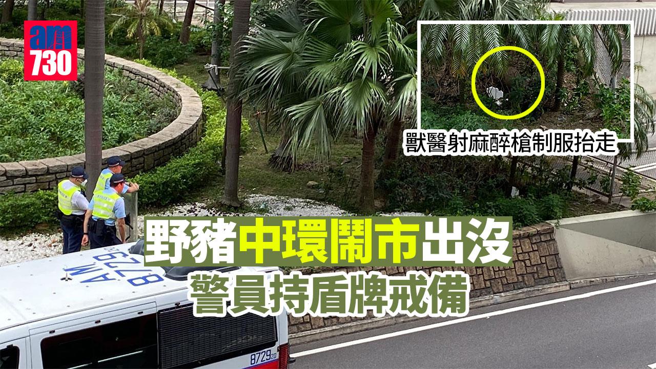 野豬中環鬧市出沒　擾攘4小時獸醫射麻醉槍制服抬走