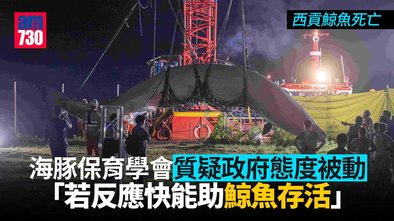 西貢鯨魚死亡｜海豚保育學會料鯨魚傷口屬人為　質疑政府態度被動
