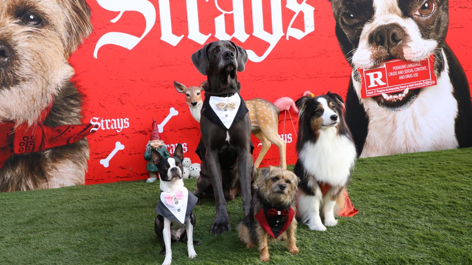 復仇戇狗聯盟｜狗主角全員出席 全球首映禮行綠地毯