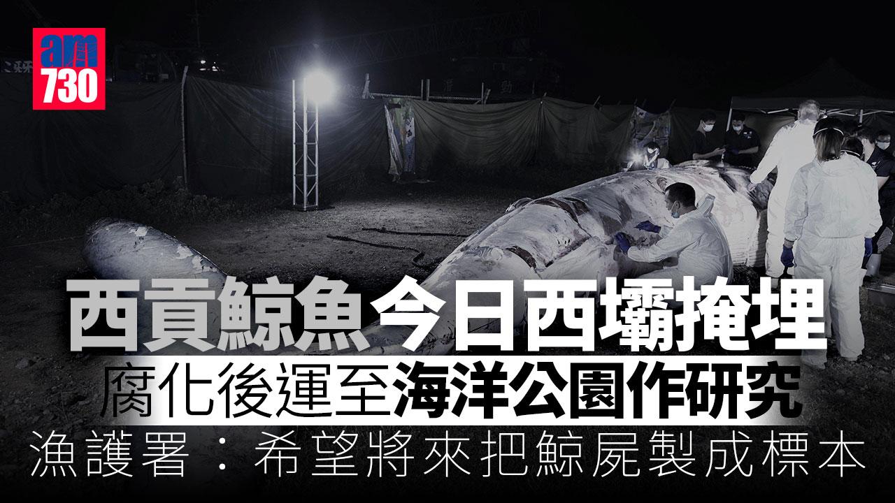 西貢鯨魚死亡｜鯨魚屍體今就地掩埋　待自然腐化後骸骨製標本