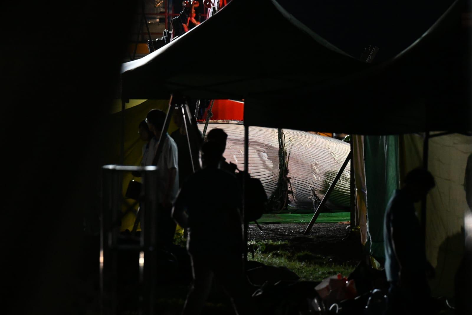 本地觀豚守則未硬性規定最少接觸距離，生態專家促立法規管接觸距離航速（資料圖片）