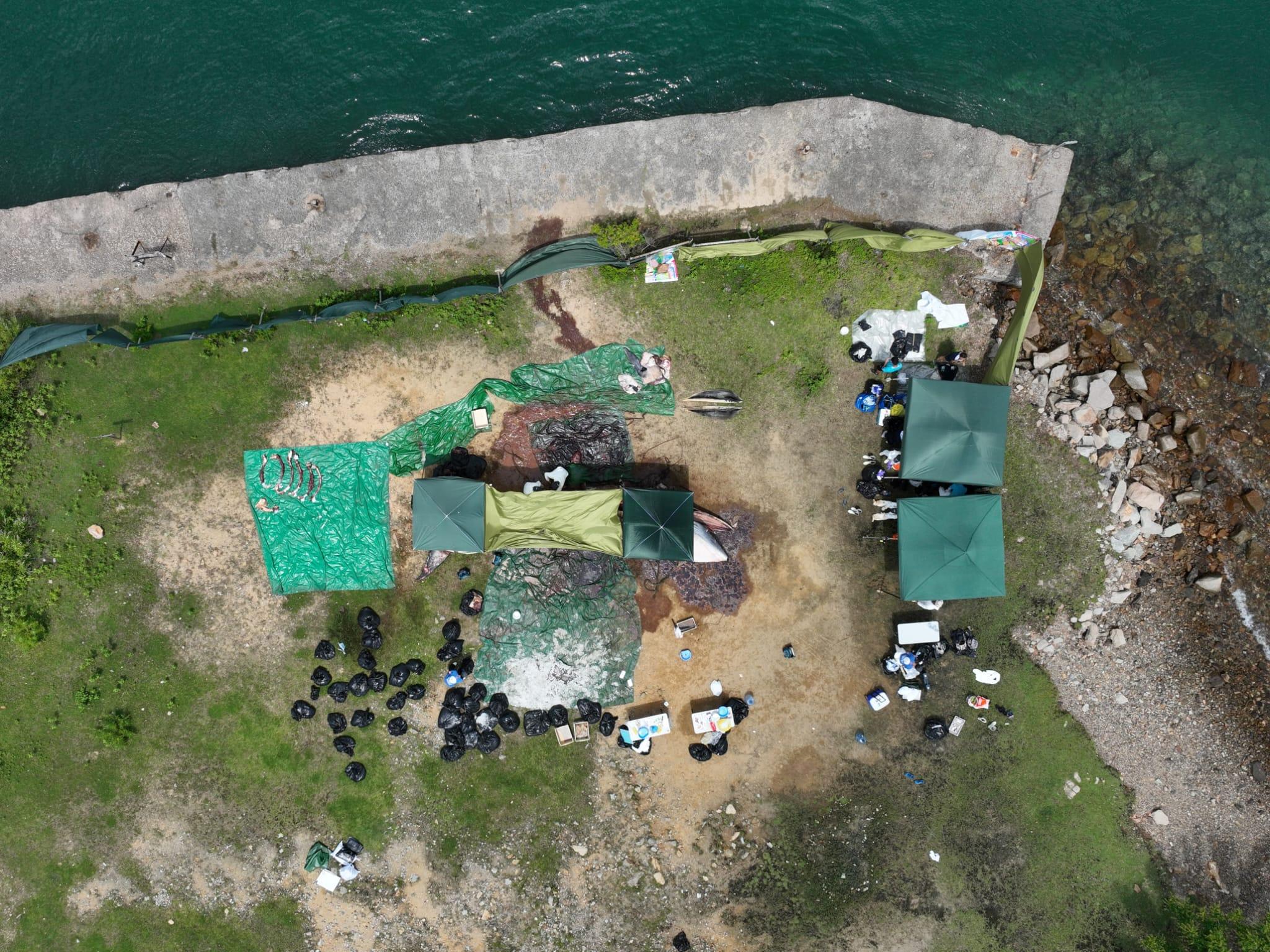 西貢鯨魚死亡｜海洋公園：鯨魚被船撞傷機會大　政府應立法規管觀鯨活動