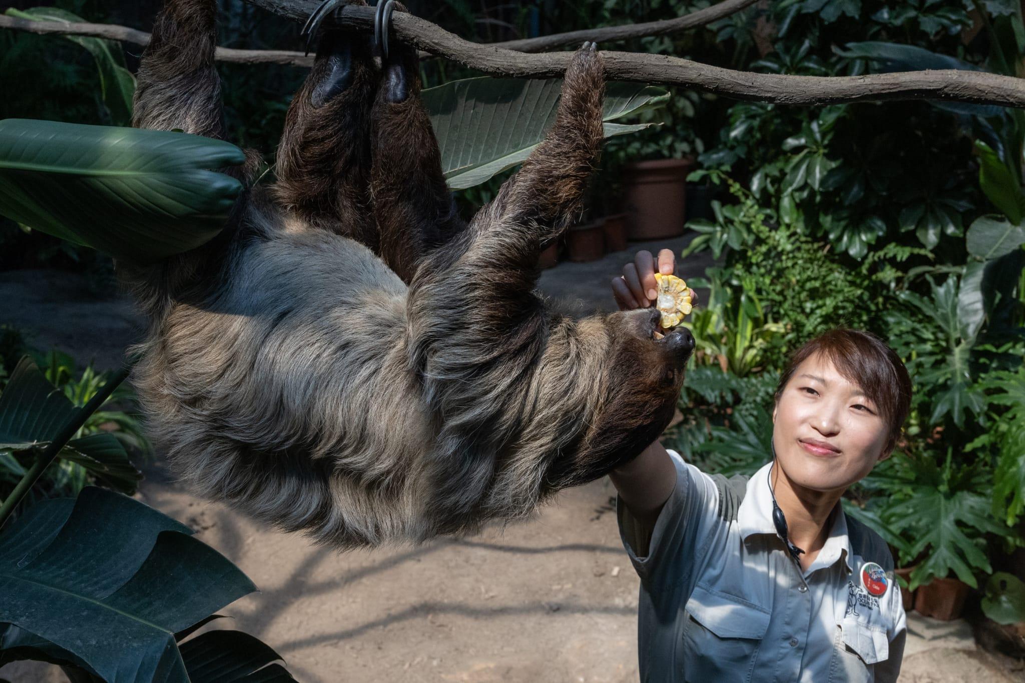 海洋公園「樹懶與好友」展館今開幕　AI繪成動物畫作有咩睇？