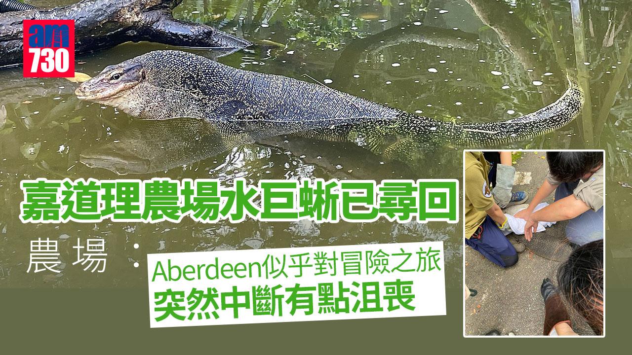 嘉道理農場接行山客匯報　走失位置附近梯田尋回水巨蜥