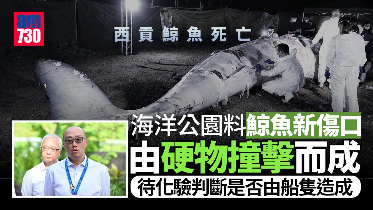 西貢鯨魚死亡｜海洋公園：新傷口料硬物造成　化驗死因或以月計