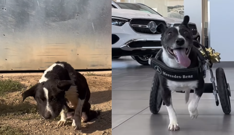 狗狗被車撞失兩後腿 遭主人狠心遺棄等死 獲平治車廠打造「Benz輪椅」跑得返超威風(有片) 