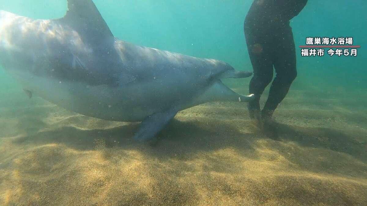 日本福井縣海豚襲擊人類事件頻生。(網上圖片)