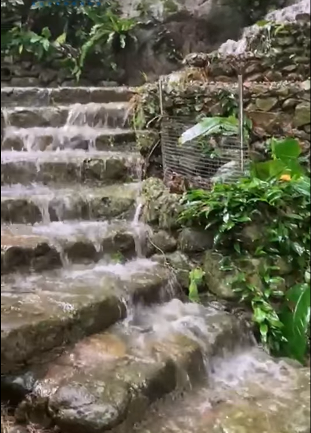 嘉道理農場暨植物園︰受惡劣天氣影響暫停開放