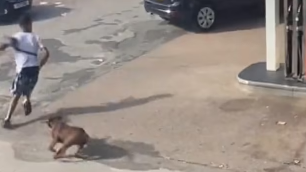 「惡霸犬」襲擊11歲女童 再狂奔撲咬一男 主人唔識教 英政府擬禁養(有片) 