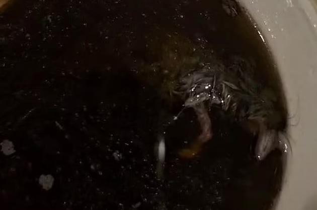 有毛的死老鼠在香菇湯麵裡。(互聯網)