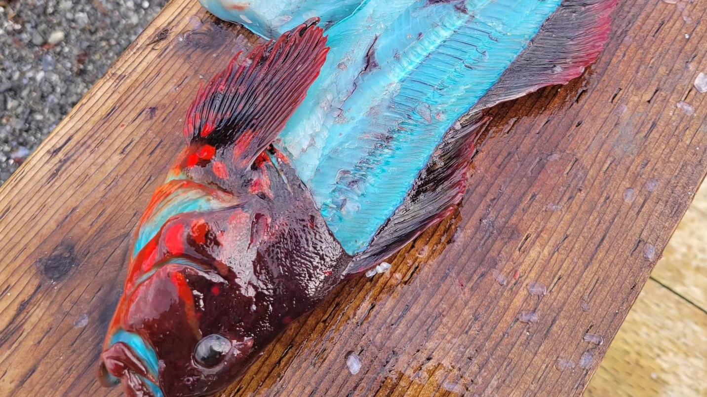 橙皮藍肉怪魚。(互聯網)