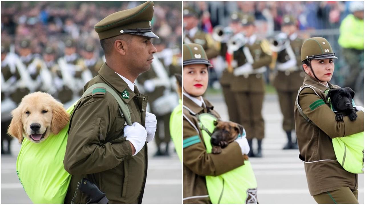 智利閱兵73隻軍警犬亮相，狗B露頭仔進場擄獲人心。(X)