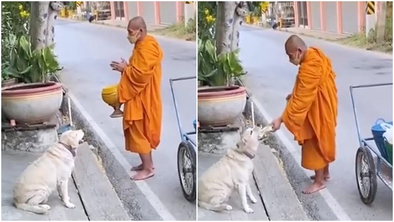 僧侶化緣難敵路邊狗狗賣萌，網民：反被化緣，善哉。(微博)