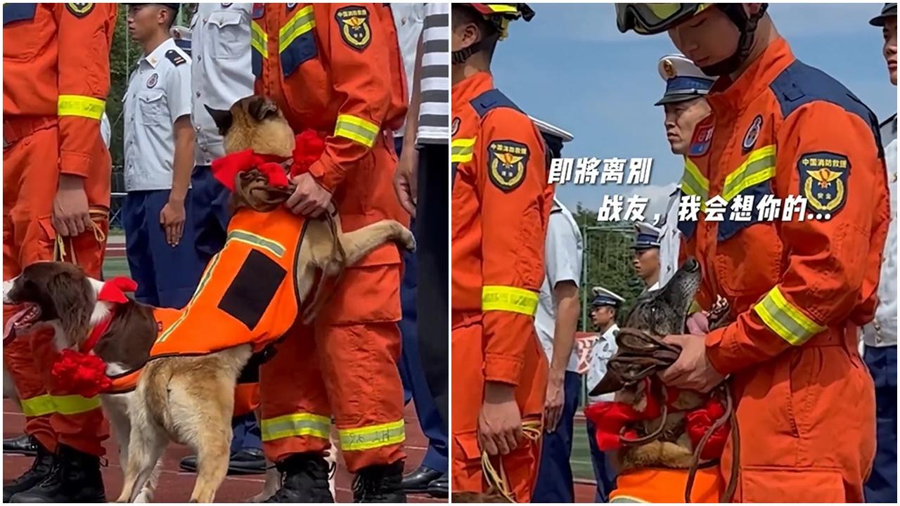 退役搜救犬不捨領犬員，抱大腿求抱抱。(微博)