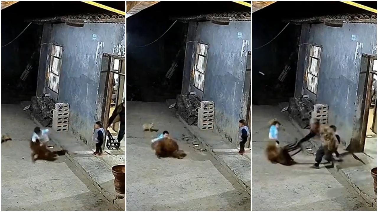 爺爺以為狗狗欺負孫兒用凳怒打，CCTV曝真相，網民：好大的委屈。(微博)