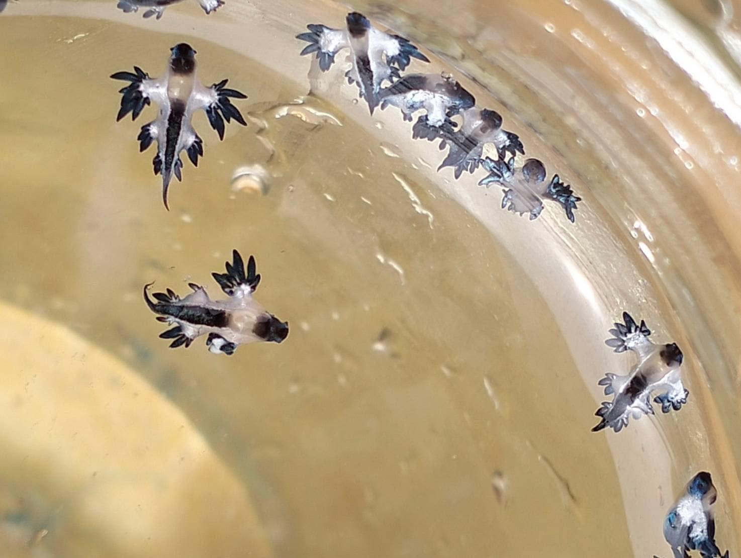 布吉島出現超夢幻海蛞蝓，局方警告觸模或會毒死人。(泰國海洋與沿岸資源部@FB)