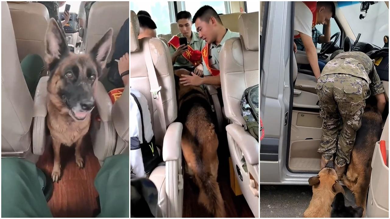 警犬被「轉手」，一隻二隻不聽指令衝上車「挽留」領犬員。(微博)