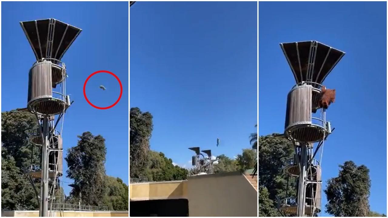 負鼠誤闖猩猩地盤，被當鉛球扔走旋飛到隔籬。(X)